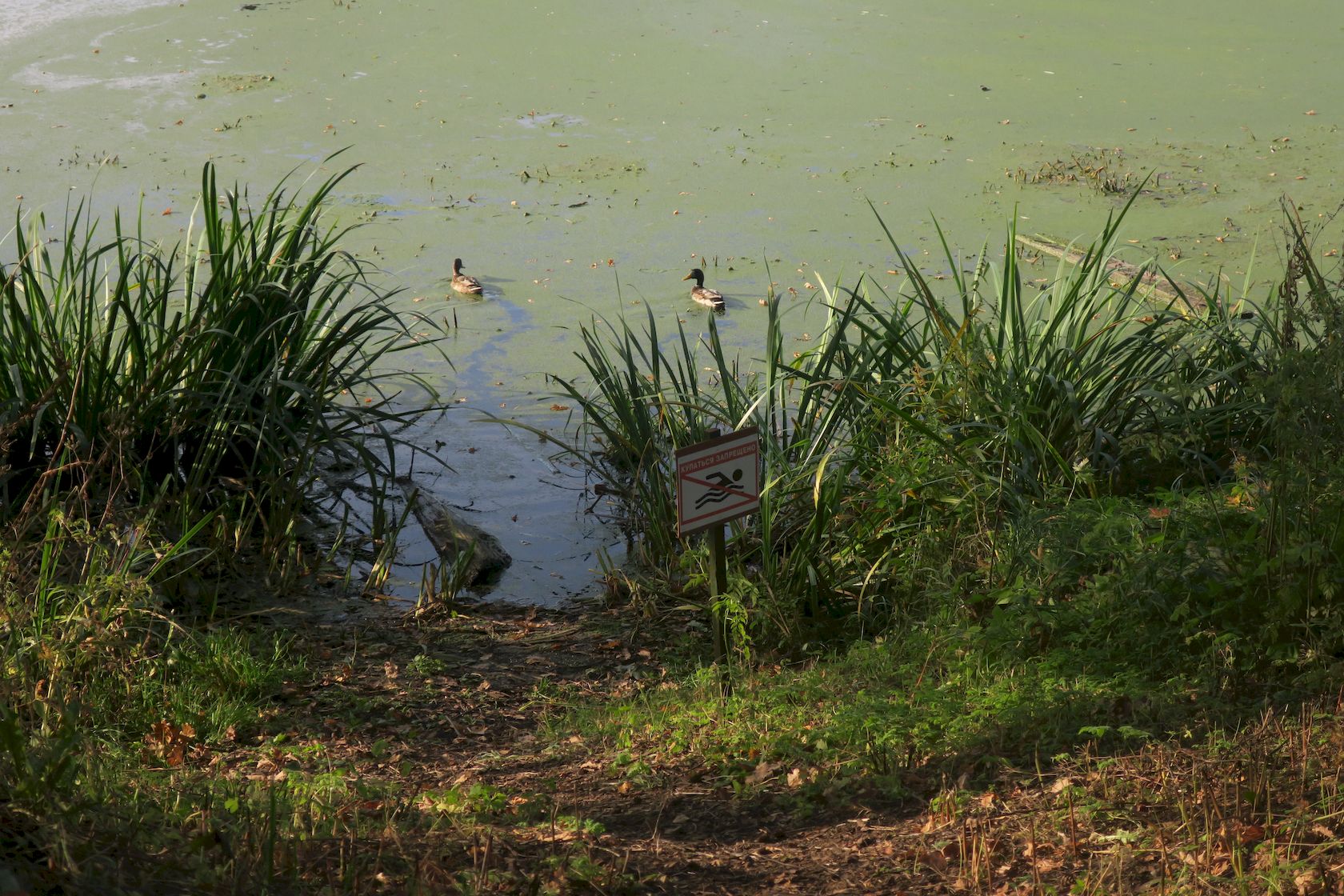 Большие Вязёмы, image of landscape/habitat.