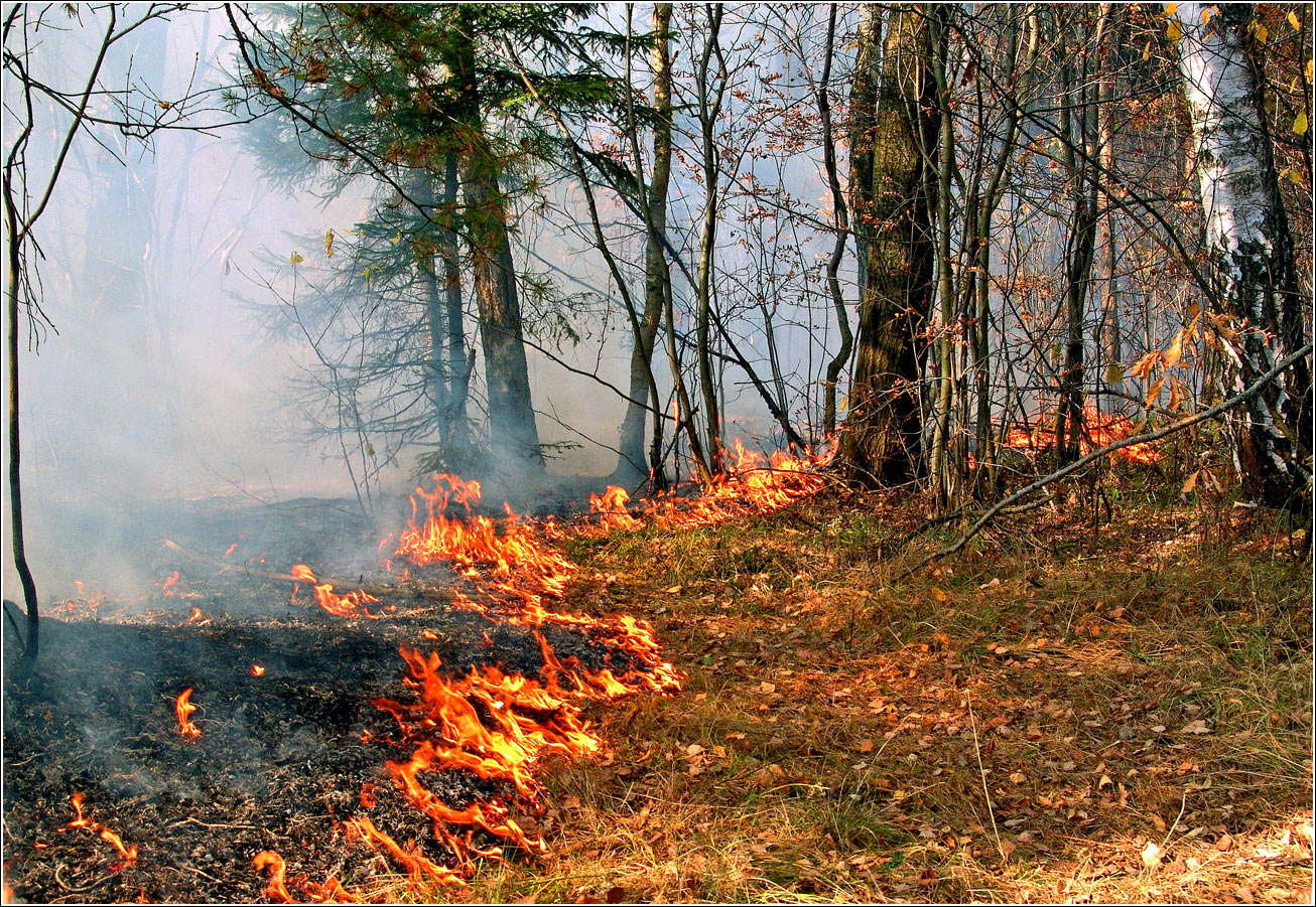 Окрестности Хрипани, image of landscape/habitat.