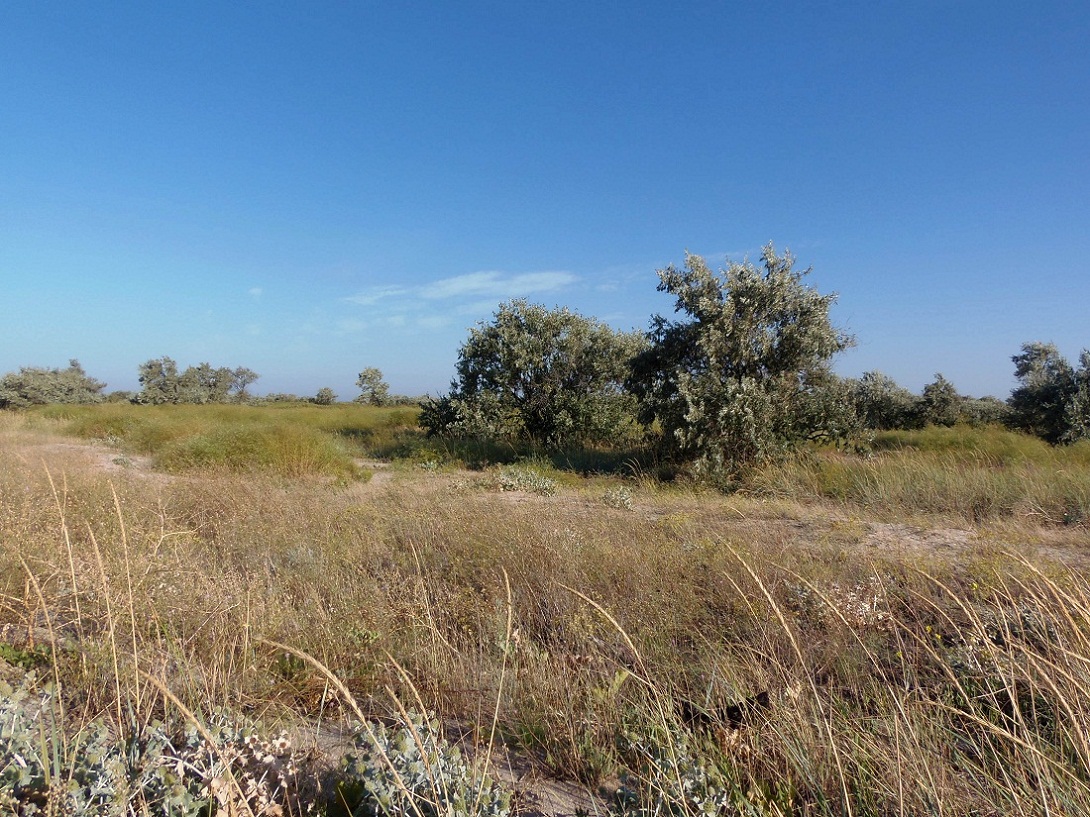 Бердянская коса, image of landscape/habitat.