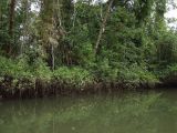 Cape Tribulation, image of landscape/habitat.