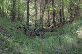 Лес близ Чёлоховского ручья, image of landscape/habitat.