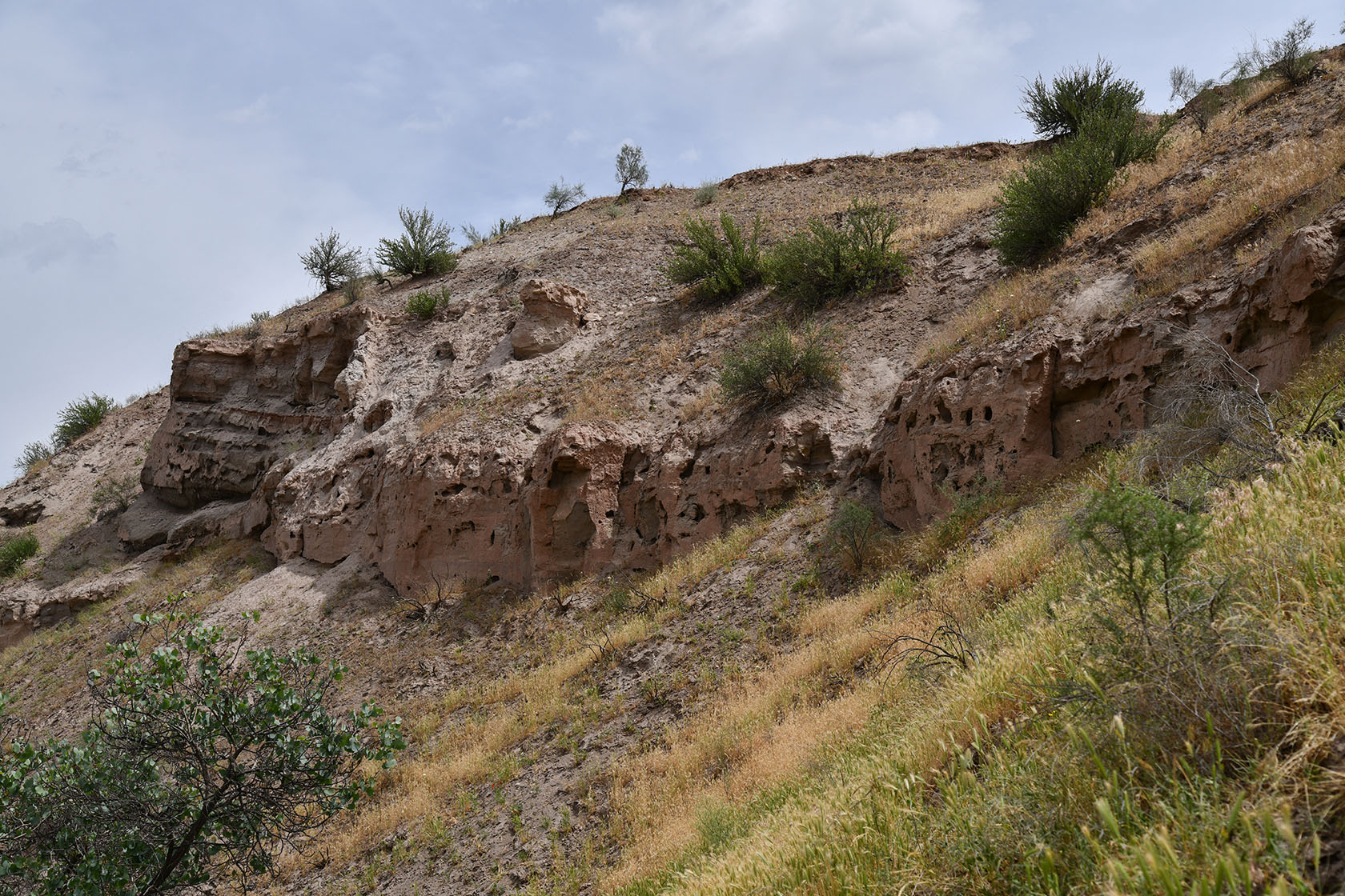 "Королевская дача", image of landscape/habitat.