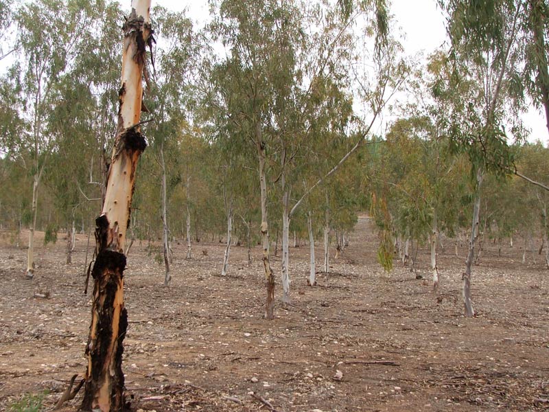 Лес Лаав, image of landscape/habitat.