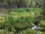 Паньшинское болото, image of landscape/habitat.