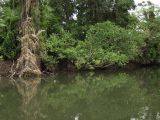 Cape Tribulation, image of landscape/habitat.