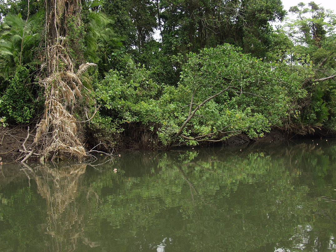 Cape Tribulation, image of landscape/habitat.