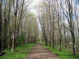 Гатчинские парки, image of landscape/habitat.