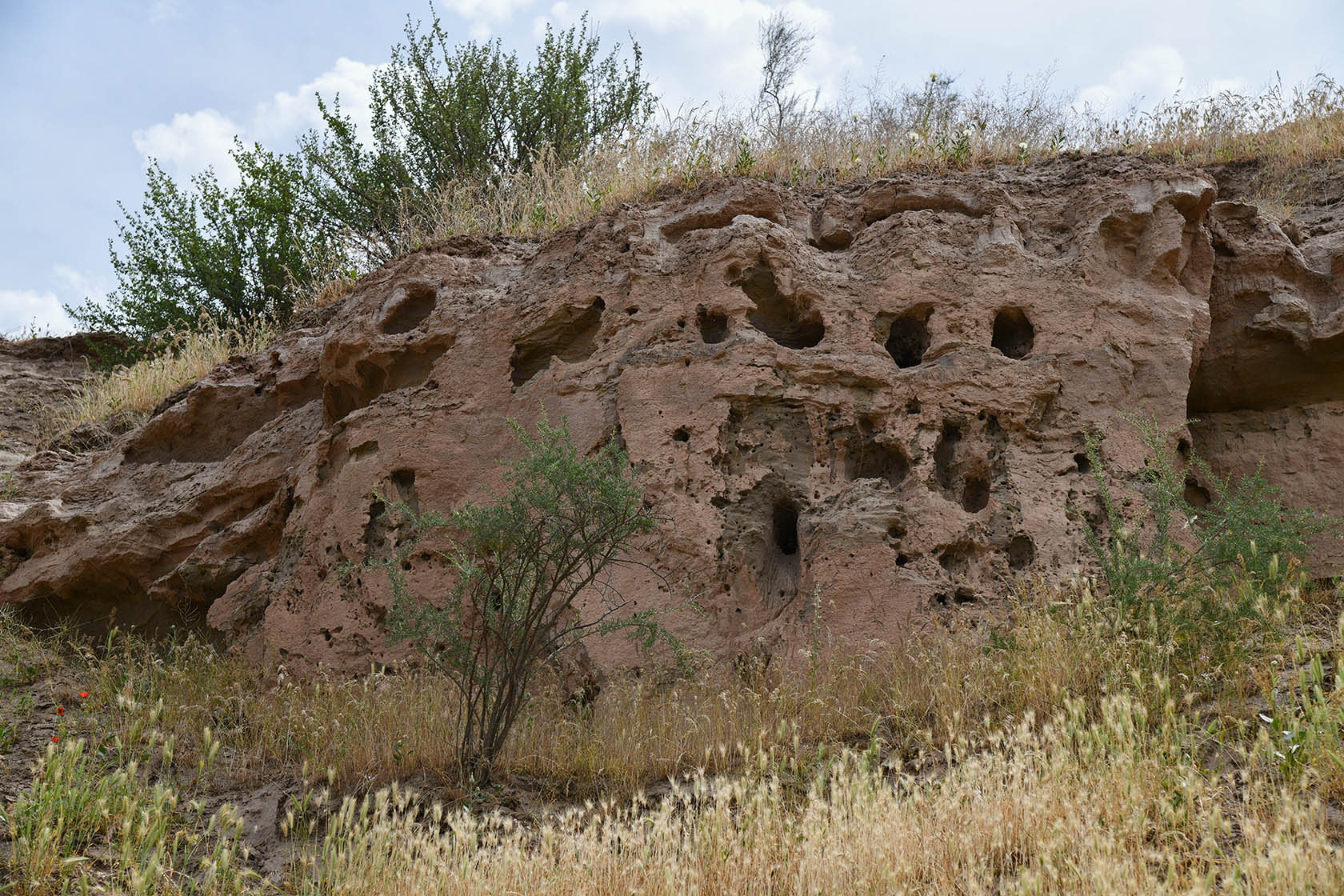 "Королевская дача", image of landscape/habitat.