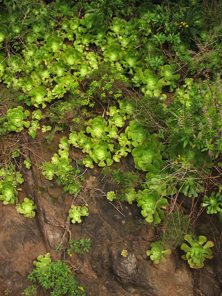 Ландшафтный парк Анага, image of landscape/habitat.