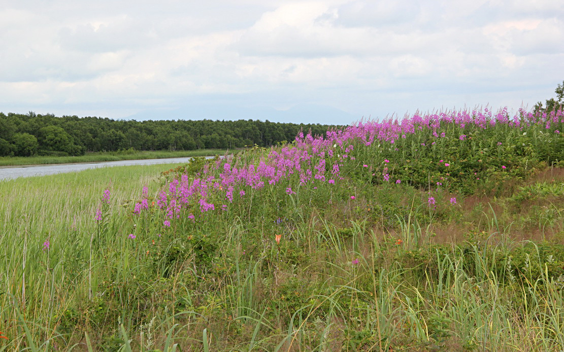 Южно-Сахалинск, image of landscape/habitat.