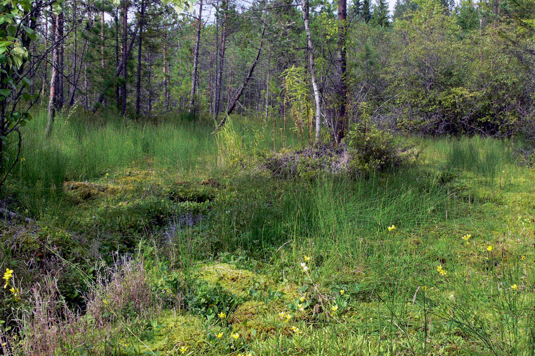 Паньшинское болото, image of landscape/habitat.