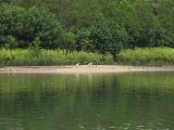 Cape Tribulation, image of landscape/habitat.