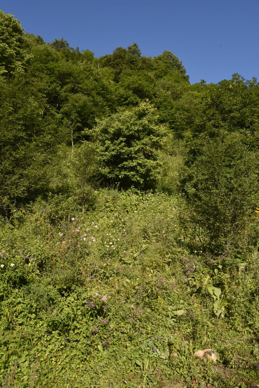 Окрестности селения Цеси, image of landscape/habitat.