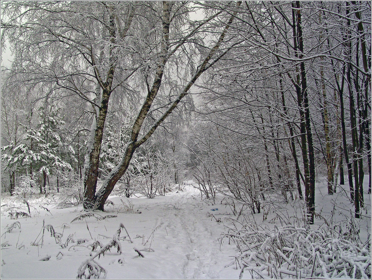 Жулебинский лес, изображение ландшафта.