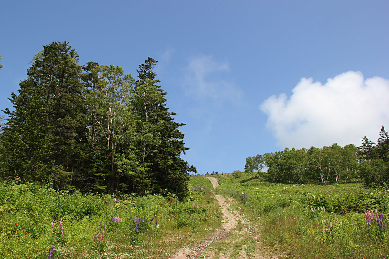 Южно-Сахалинск, image of landscape/habitat.