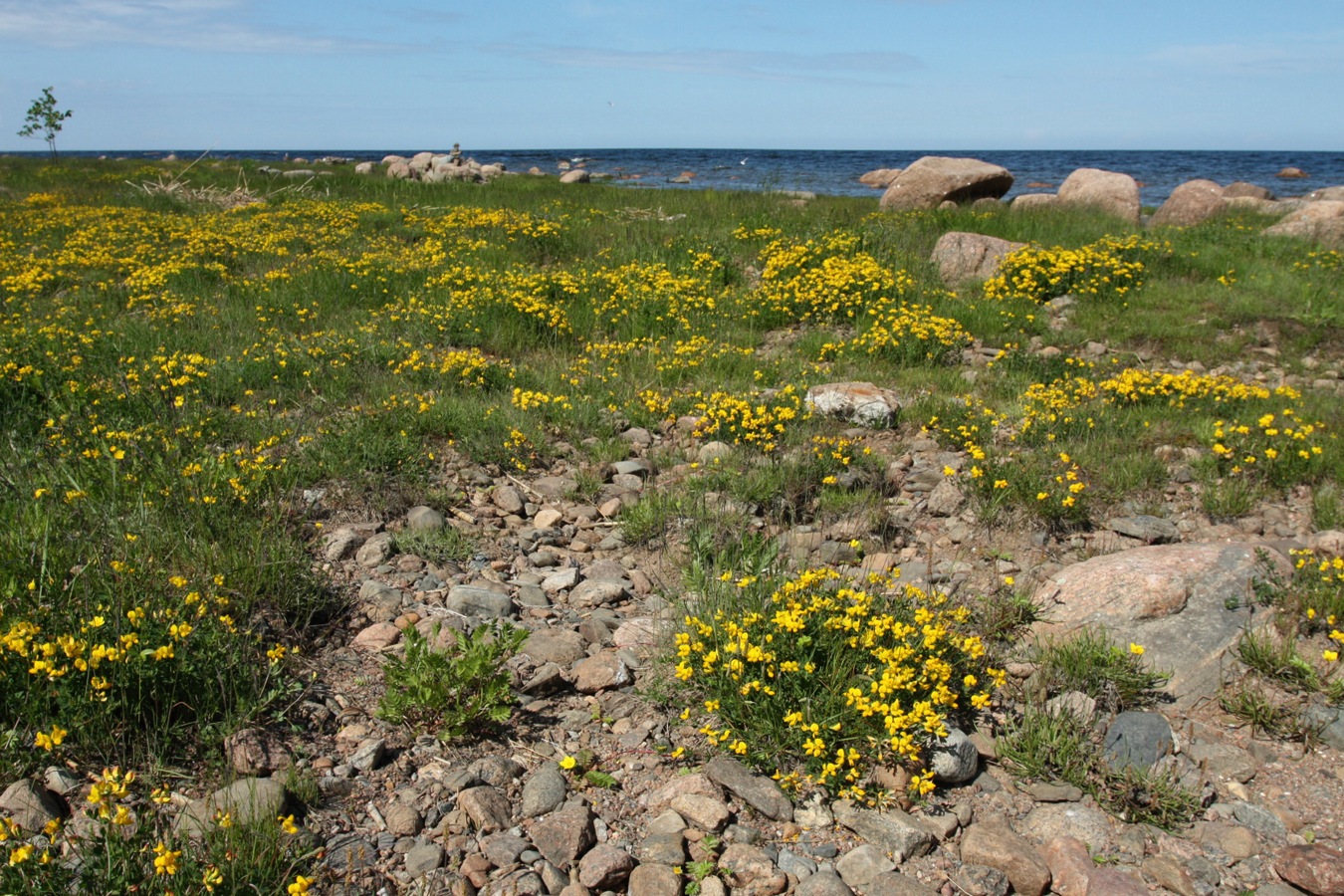 Шепелёвский маяк, image of landscape/habitat.