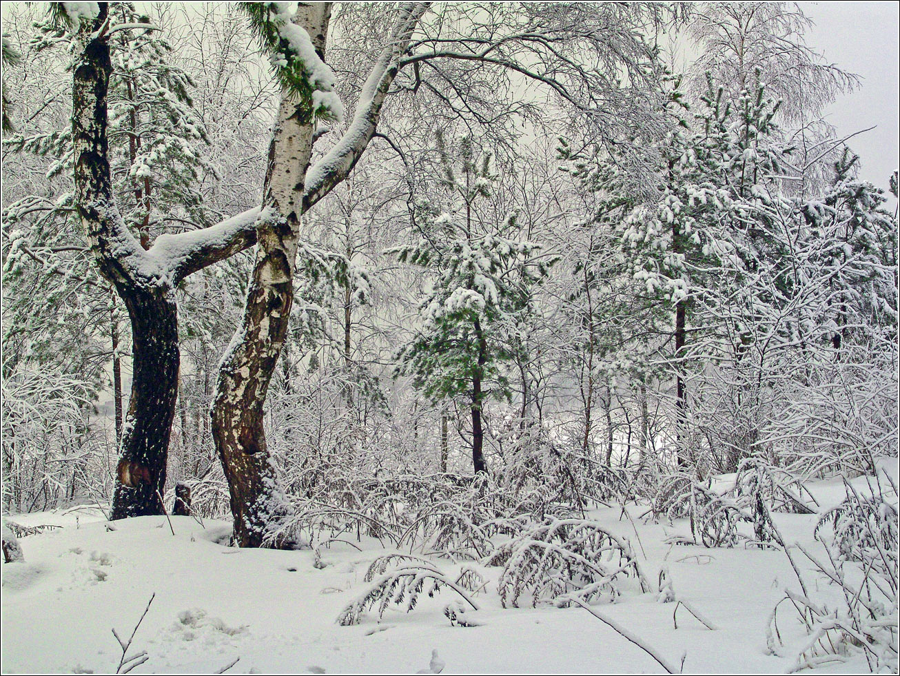 Жулебинский лес, image of landscape/habitat.