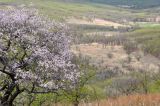 Монакино, image of landscape/habitat.