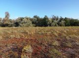 Бердянская коса, image of landscape/habitat.