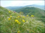 Гора Лысая-Новороссийская, image of landscape/habitat.