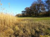 Харчатовский лес, image of landscape/habitat.