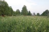Окрестности деревни Сатино, image of landscape/habitat.