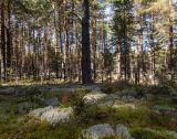 Бурцево, image of landscape/habitat.