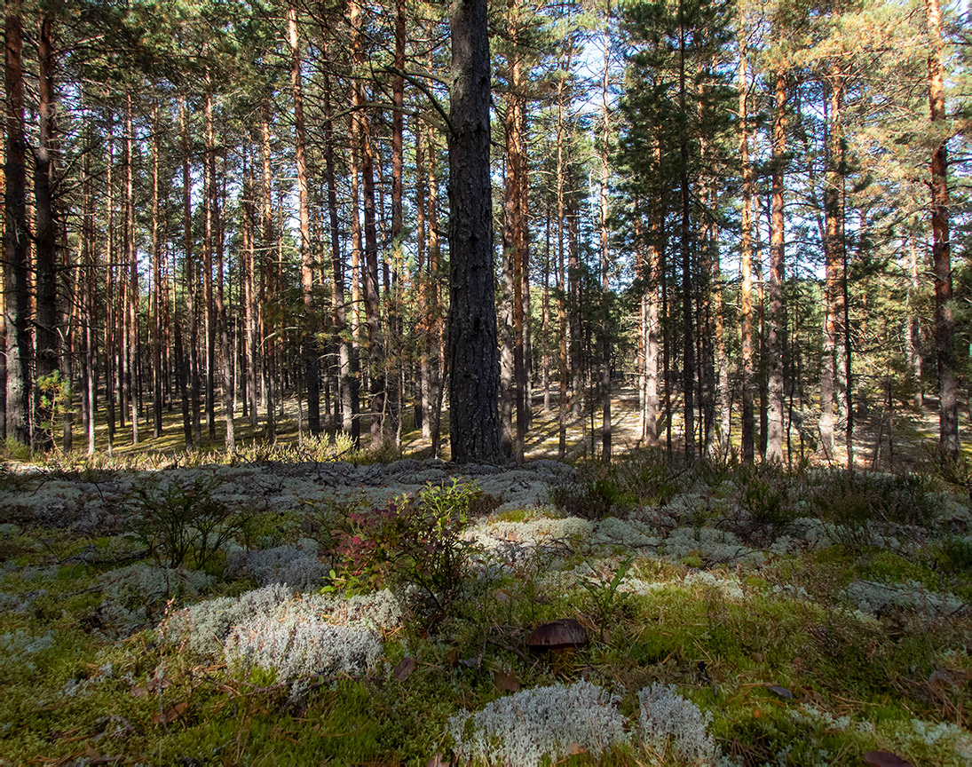 Бурцево, image of landscape/habitat.