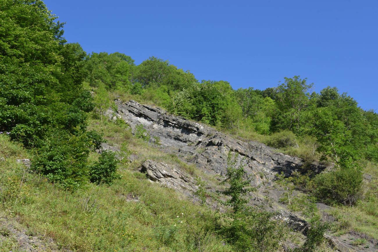 Окрестности селения Цеси, image of landscape/habitat.