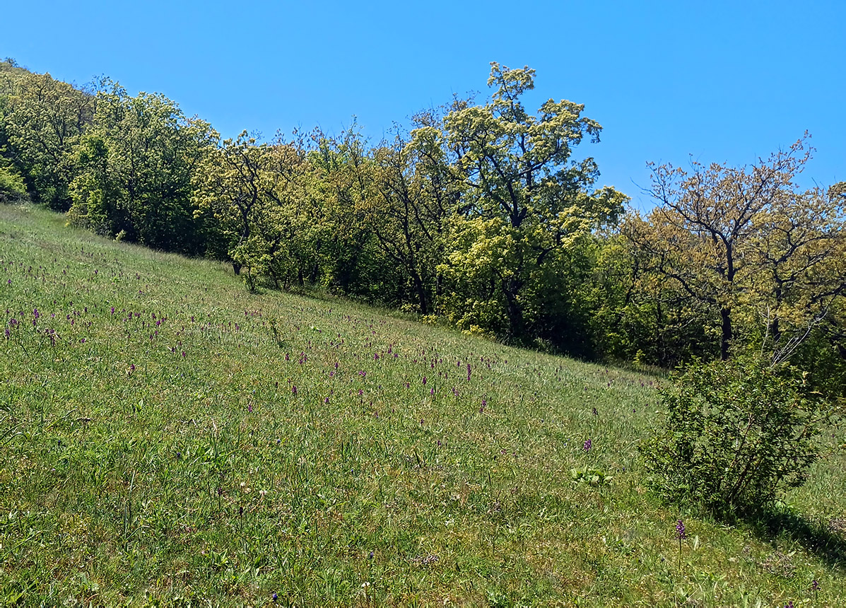 Хребет Токлук-Сырт, image of landscape/habitat.