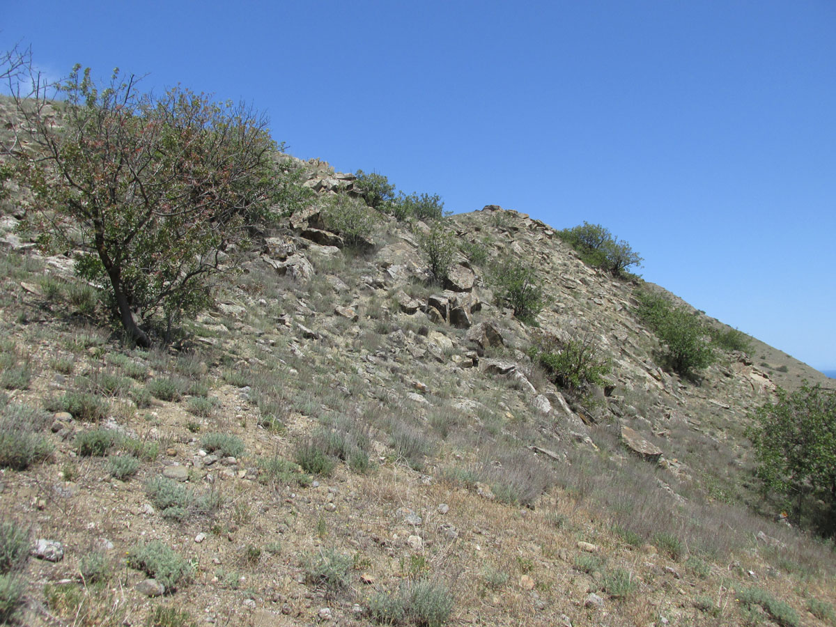 Меганом, image of landscape/habitat.