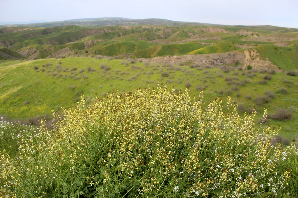 Монджуклы, image of landscape/habitat.