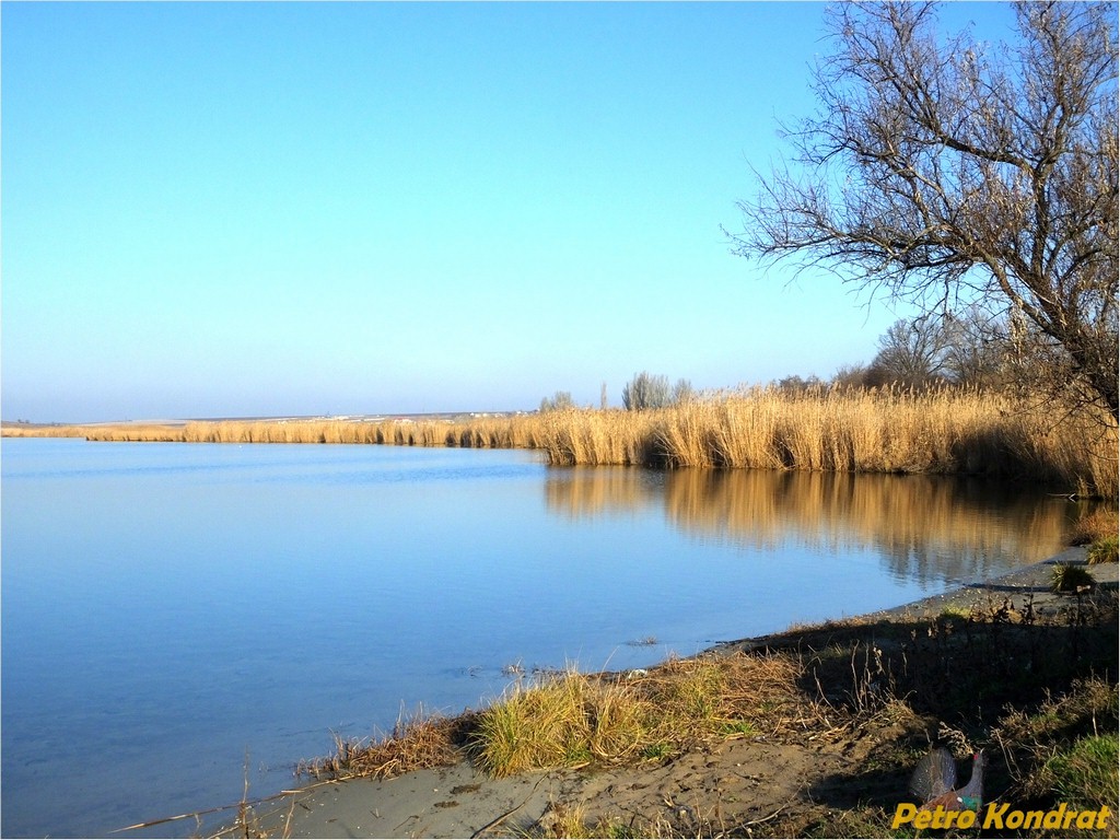 Харчатовский лес, image of landscape/habitat.