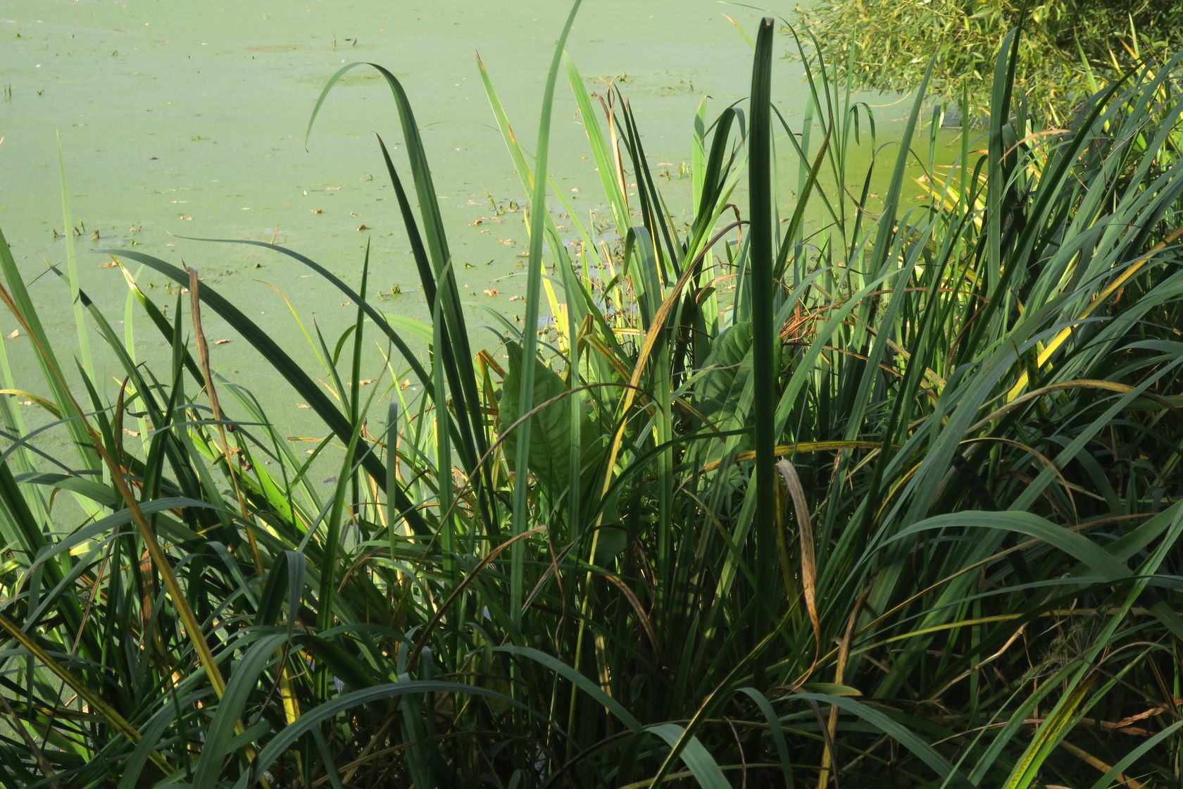 Большие Вязёмы, image of landscape/habitat.