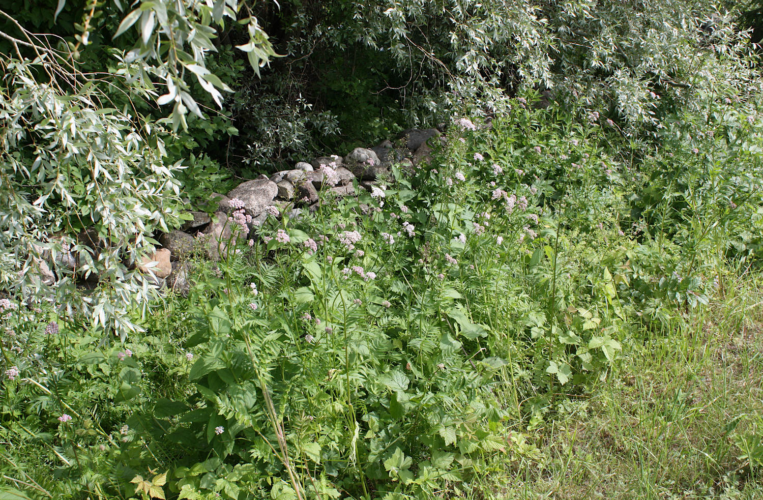 Побережье Haeska, image of landscape/habitat.