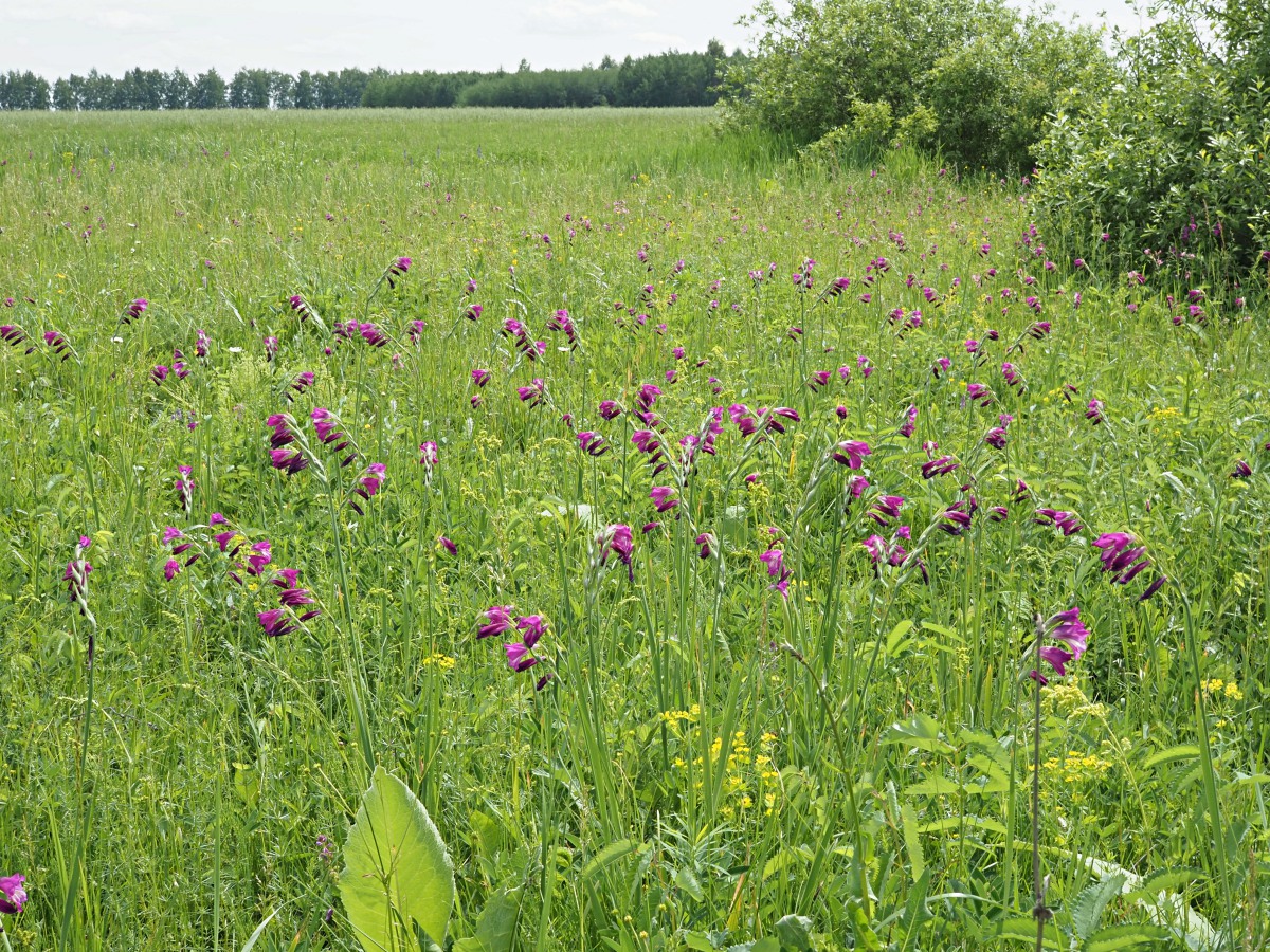 Лебяжинские луга, изображение ландшафта.