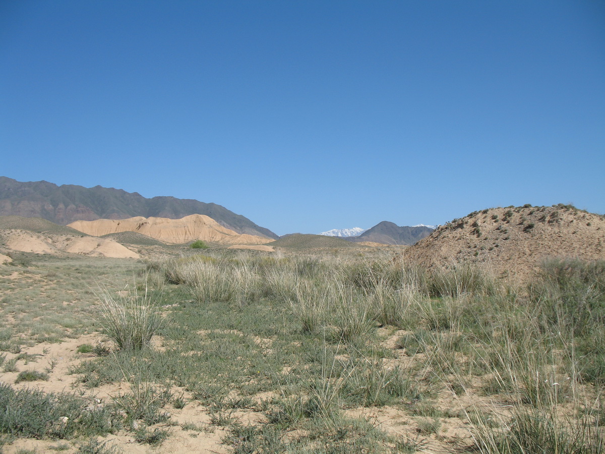 Горы Актау (восток), image of landscape/habitat.