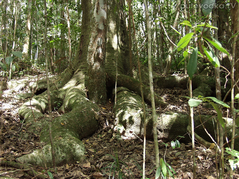 Палума, image of landscape/habitat.