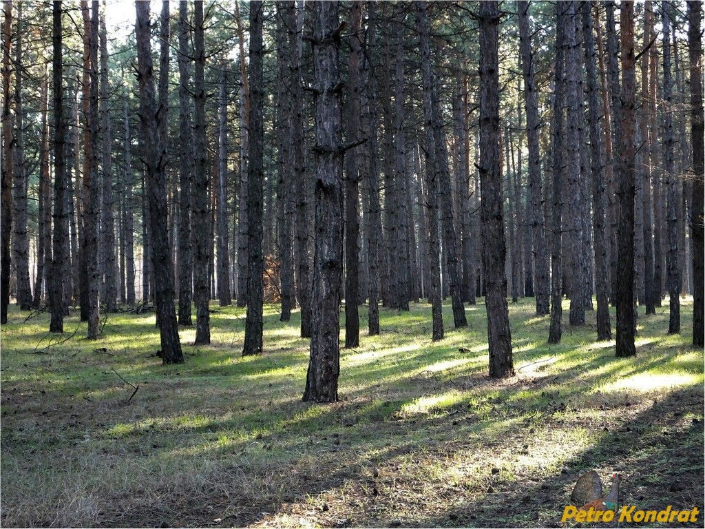 Харчатовский лес, image of landscape/habitat.