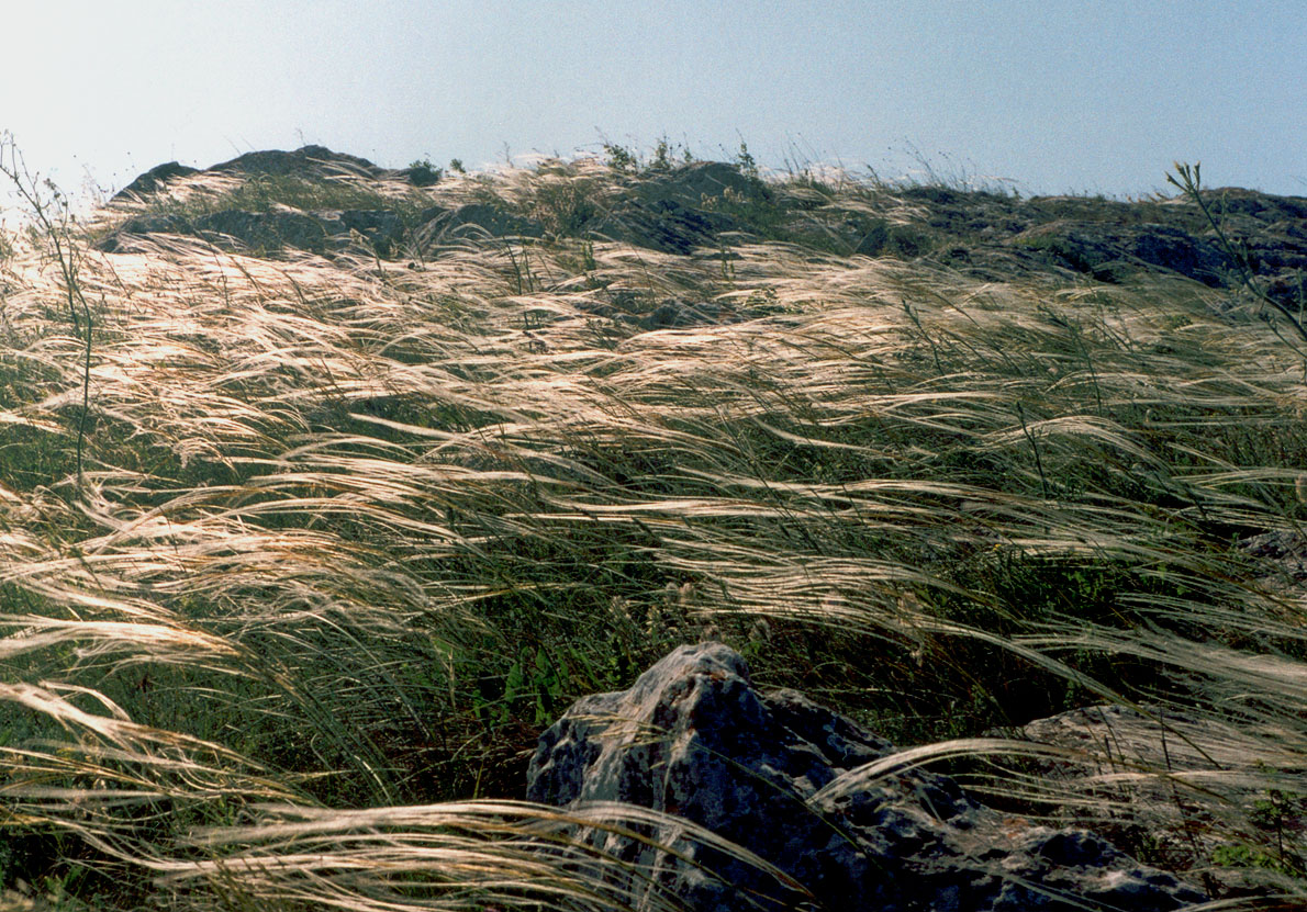 Опук, image of landscape/habitat.