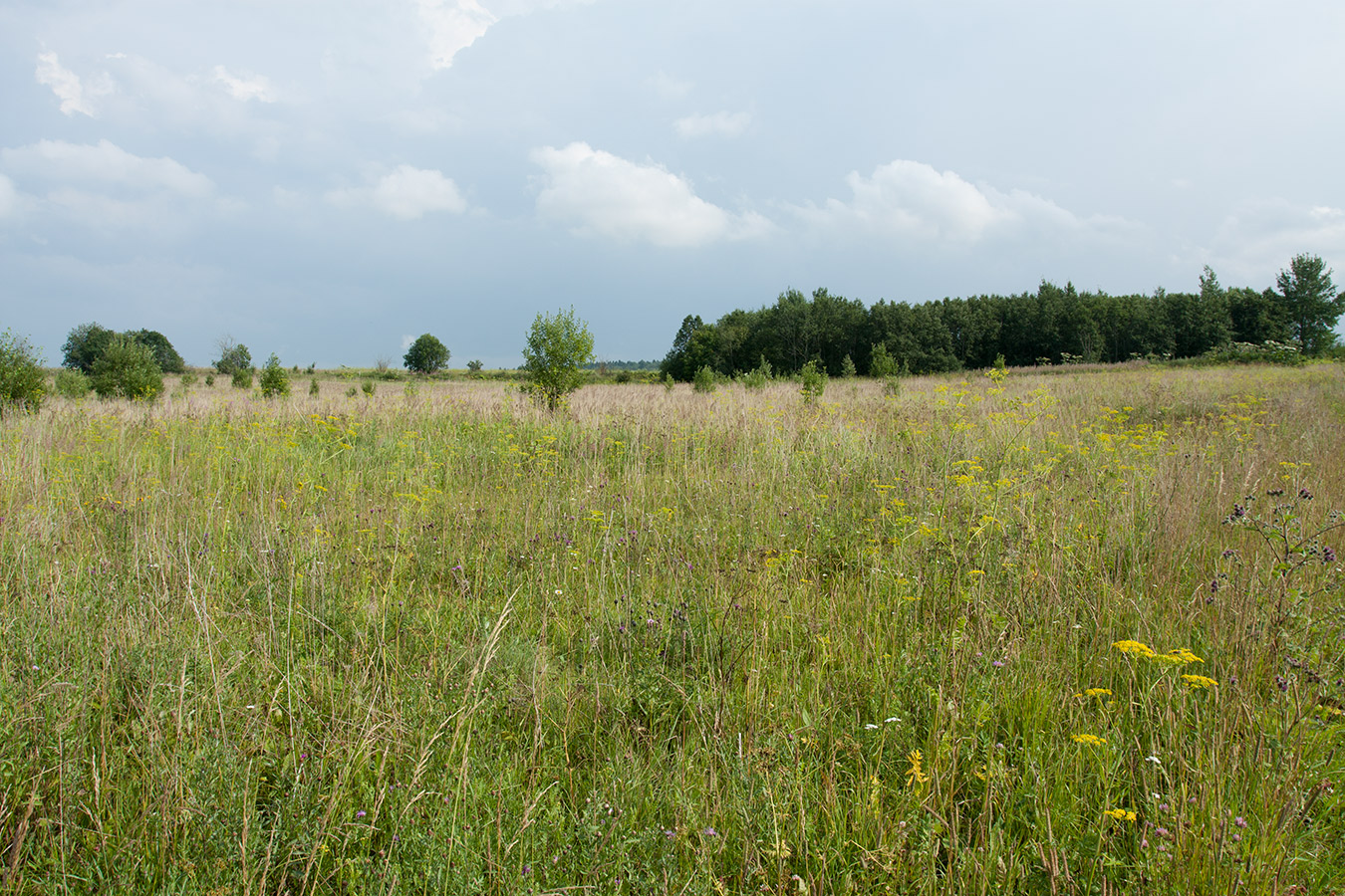 Окрестности Глядино, image of landscape/habitat.