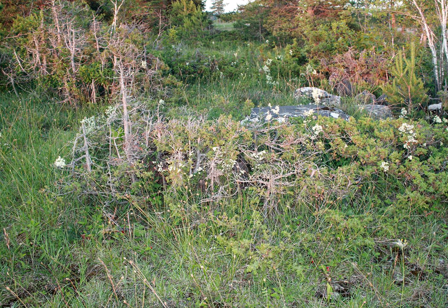 Pilguse, image of landscape/habitat.