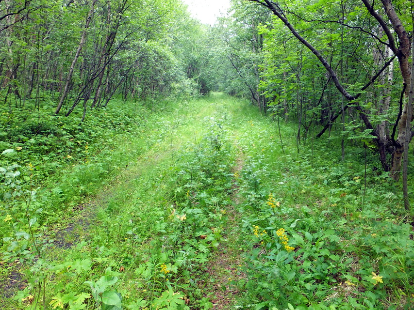 Окрестности посёлка Росляково, image of landscape/habitat.