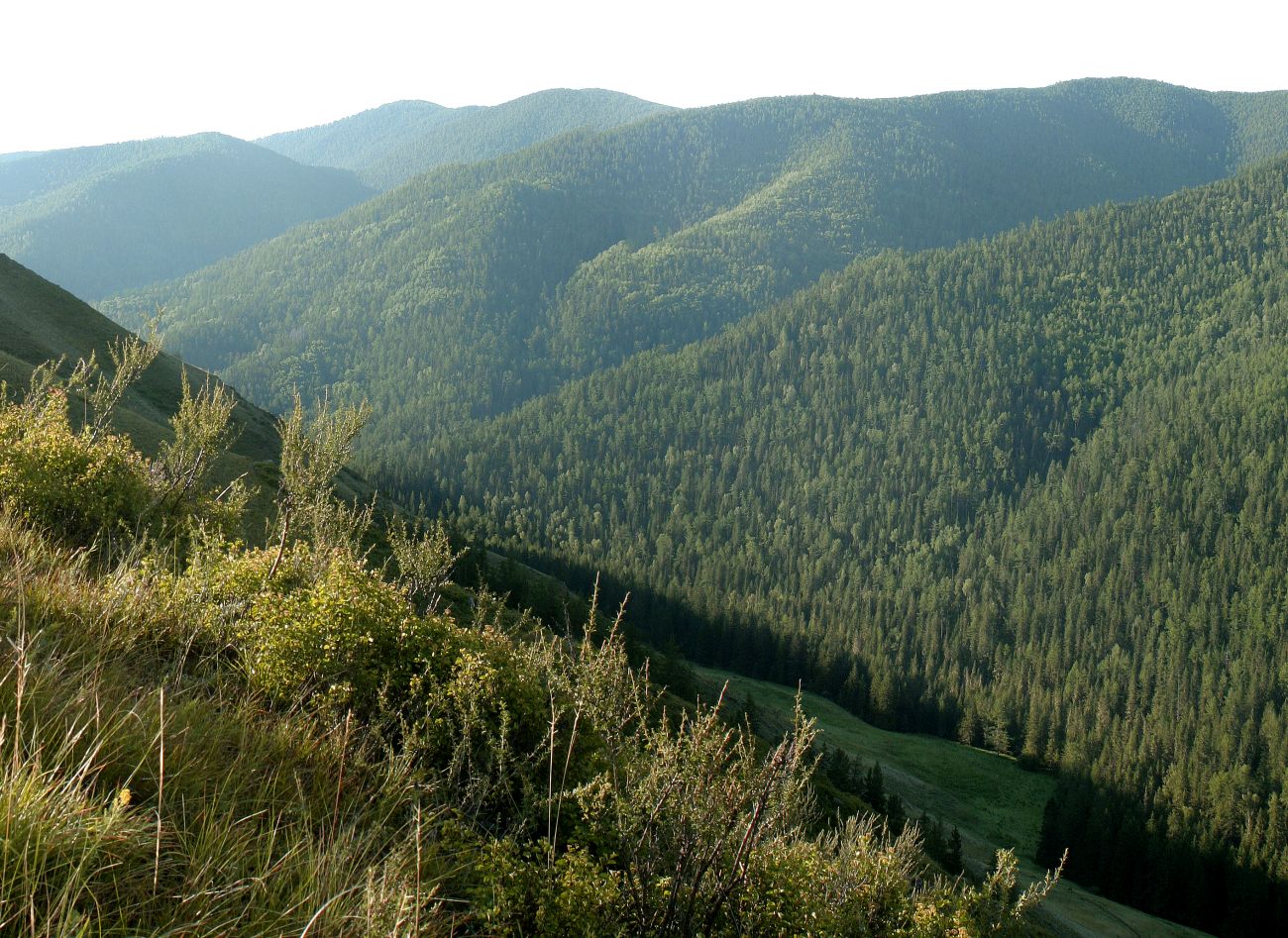 Долина ручья Ороктой, изображение ландшафта.