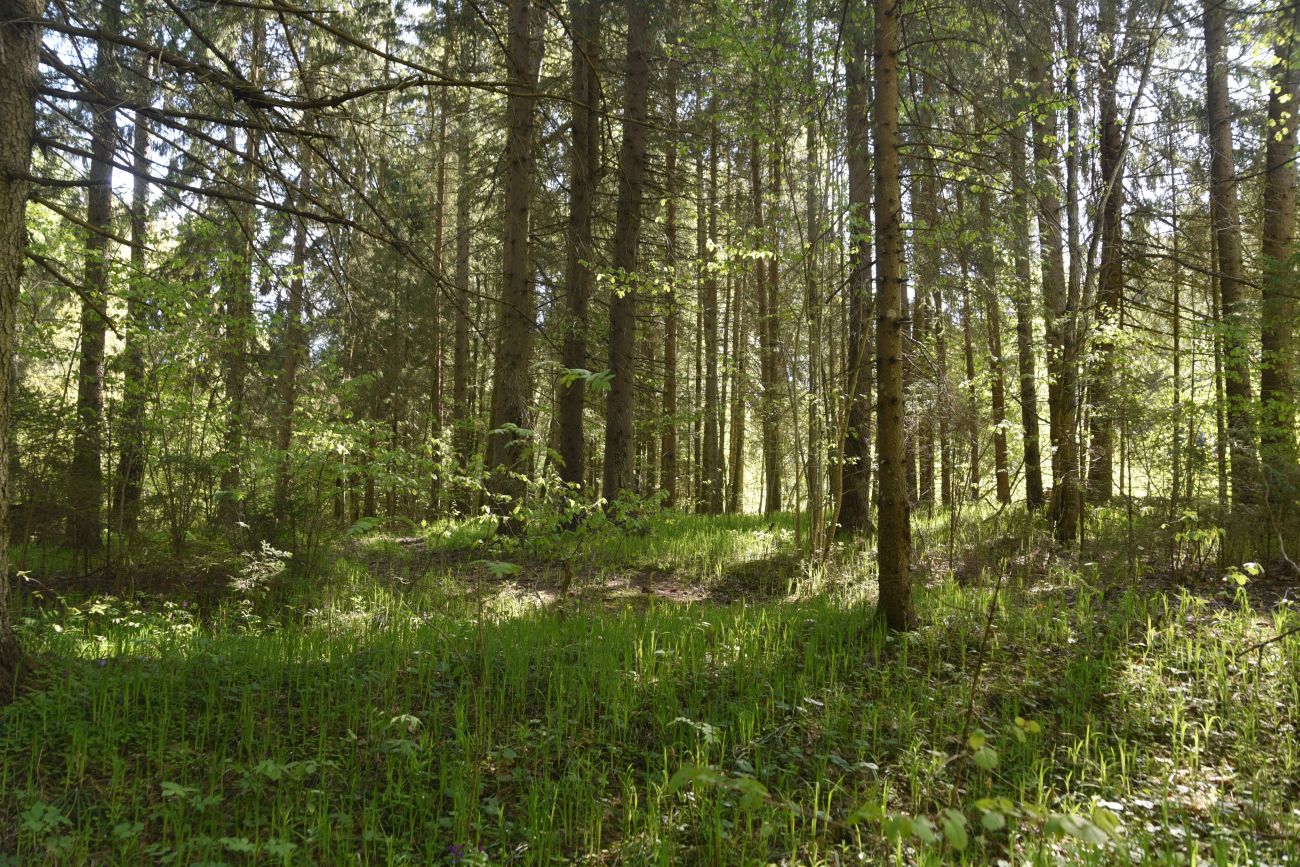 Лес близ Чёлоховского ручья, image of landscape/habitat.