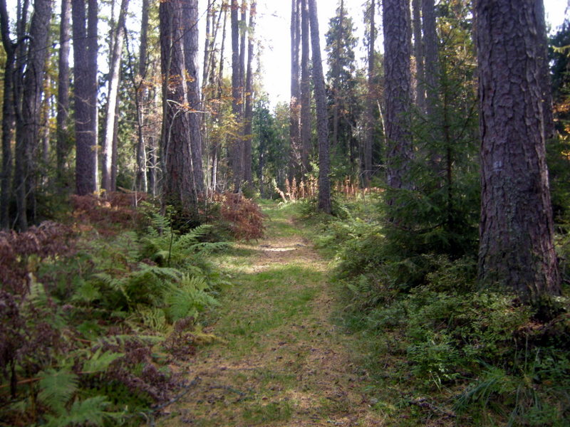 Рощино (Линдуловская роща), image of landscape/habitat.