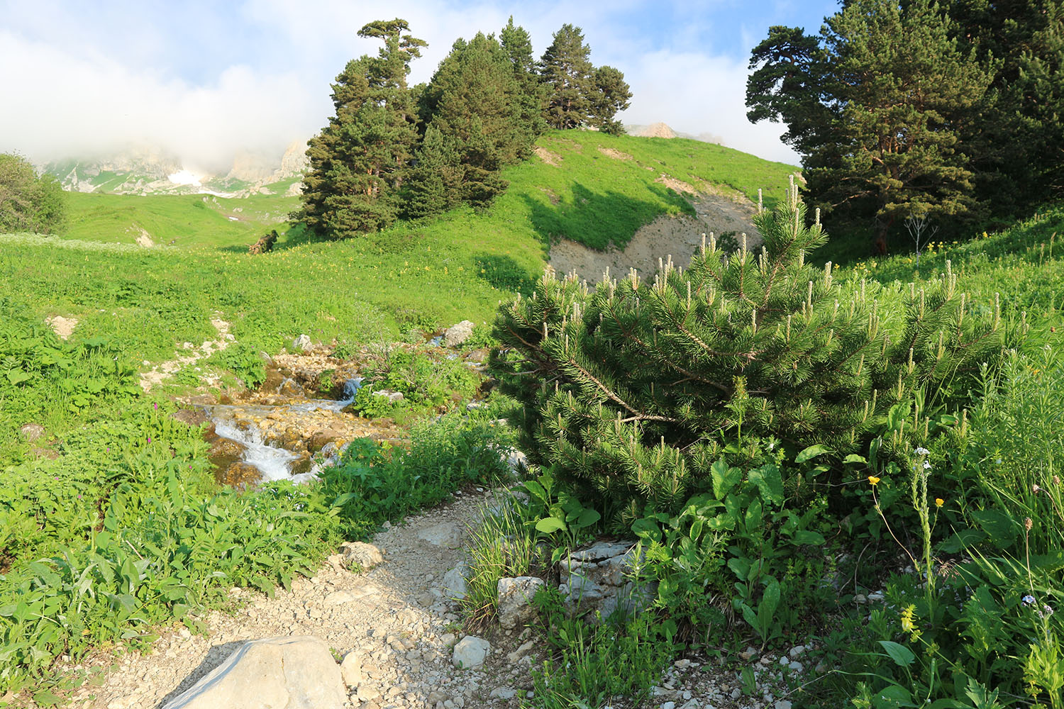 Ручей Гремячий и окрестности, image of landscape/habitat.