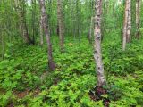 Окрестности посёлка Росляково, image of landscape/habitat.