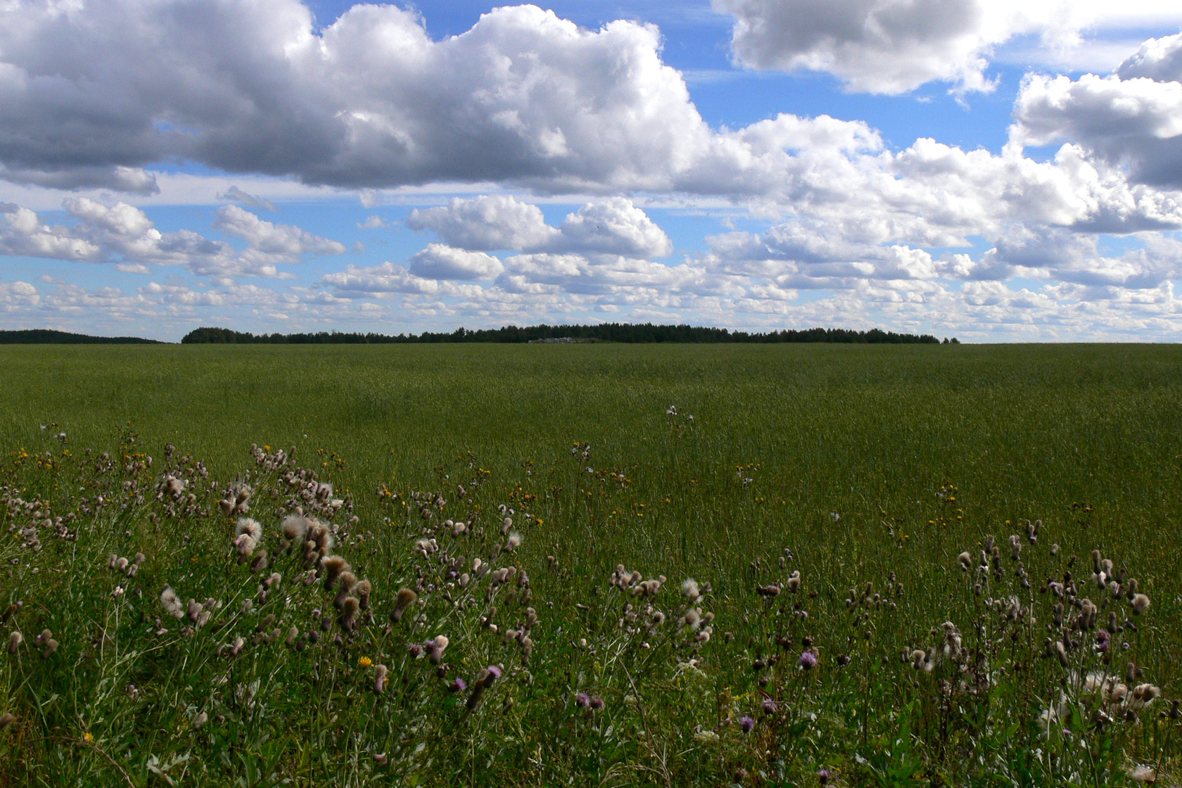 Шабры, image of landscape/habitat.