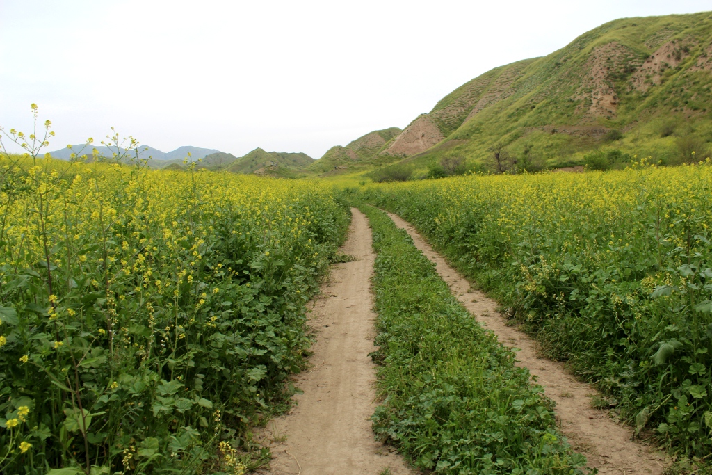 Алтыдагдан, image of landscape/habitat.